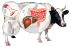 Регуляторные комплексы - упраление потреблением корма