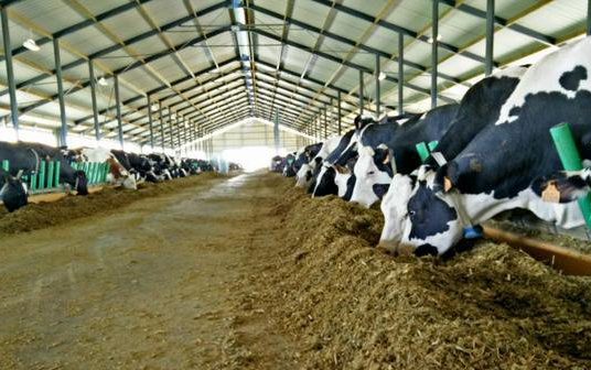 Использование регуляторных комплексов в рационах коров - путь к управлению здоровьем и продуктивностью.